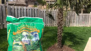 How to fertilize your palm trees