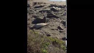 Elephant Seals: Large, Oceangoing Earless Seals - San Simeon, California