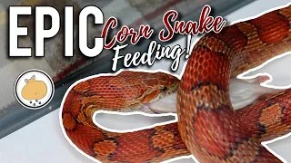 CORN SNAKE Feeding! | Adult Corn Snake Care & Feeding