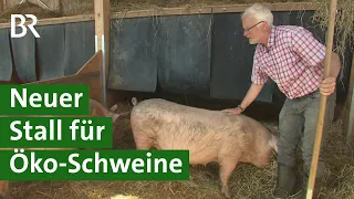 Innovativer Tierwohl-Schweinestall für Öko-Schweine nach Stallbrand | Schwein Doku | Unser Land | BR