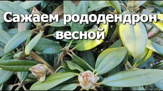 Сажаем рододендрон весной | Правильная посадка рододендрона залог пышного цветения