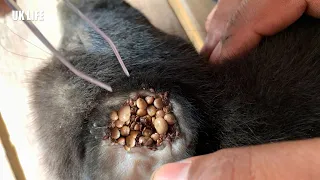 Wow Big tick removal poor dog @H-Animal #Ticks #dog  #savedogs #saveanimals #poordogs