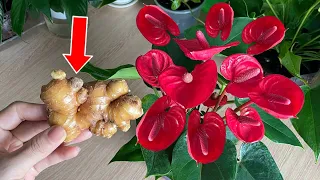 Only 1 slice of ginger, Flowers bloom all year round | Natural Fertilizer