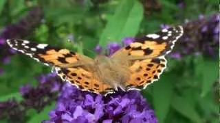 Schmetterlinge in unserem Garten