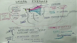 Muscle of Mastication | Lateral Pterygoid | TCML