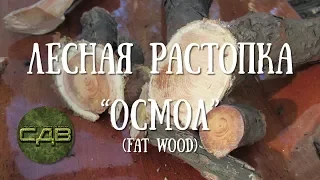 Лесная растопка : Осмол (fat wood)