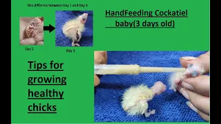 Hand Feeding cockatiel baby 3 days old with Important Tips(2021) | Hand feeding series