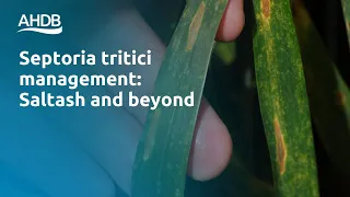 Septoria tritici management in winter wheat (2023)