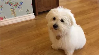 Training a Coton de Tulear Puppy