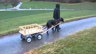 Hundewagen