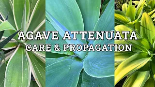 Agave Attenuata 'Fox Tail Agave' Care & Propagation