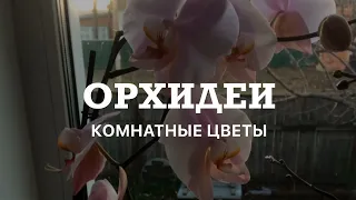 ОРХИДЕИ  КОМНАТНЫЕ ЦВЕТЫ