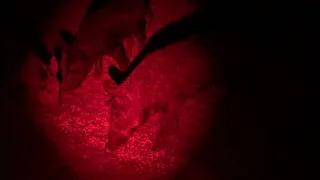 Hunter walks up on feeding hogs in the dark using red light