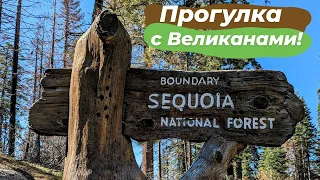 Однодневная поездка к великанам в Sequoia National Park, California.