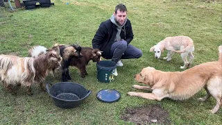 Golden Retriever Puppy Meets Goats For The First Time! (Cutest Reaction!!)