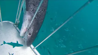 Shark Cage Diving in Cape Town, South Africa -(2019)