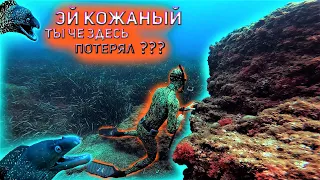 Мурены , прозрачная вода , средиземное море , Франция , фридайвинг, Водяной.