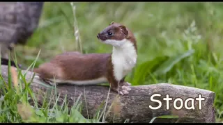 Stoat sounds #animal