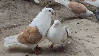 Армянские голуби разных мастей 🐦🇦🇲