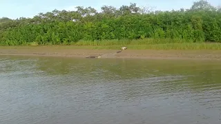 How to  crocodile eating.. cow