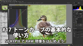 SILKYPIXでRAW現像をはじめよう #17 トーンカーブの基本的な使い方