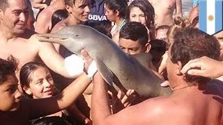 Толпа туристов до смерти затискала дельфиненка