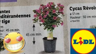 ARRIVAGE LIDL 10 MAI 2023 AU 15 MAI 2023