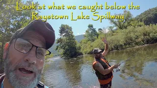 Look at what we caught below the Raystown Lake spillway