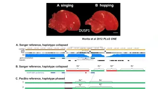 Optical Mapping and Lessons from Vertebrate Genomes Project