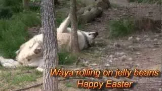 Easter 2012 at Wolf Howl Animal Preserve