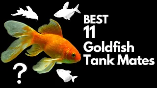 Top 11 Goldfish Tank Mates You Should Try!