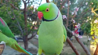 Happy Parrot Sounds | Cute Talking Parrot Chirping Sounds