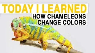 TIL: How Chameleons Change Color | Today I Learned