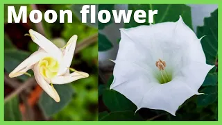 Moon flower plant | datura plantation | thorn apple | angel's trumpet | stinkweed | the deep root