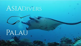 Palau Dive Trip - January 2023