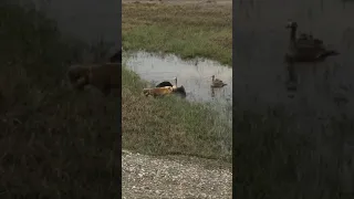 Fox attacking goose