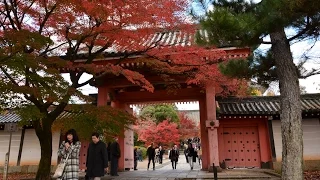 2016真如堂の紅葉 Kyoto Shinnyodo temple Autumn leaves