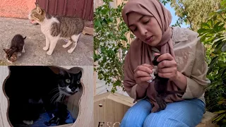 Stray mama cats try to introduce us to their kittens who don't want to.