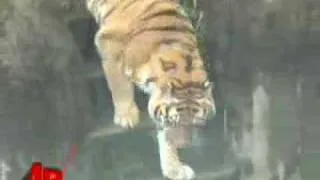 Teen Was High When Mauled by Tiger
