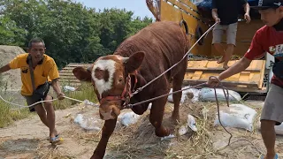 ASOKA PEDET VIRAL TERMAHAL MENDARAT DI KONTES SAPI APPSI DKI KEMAYORAN‼️