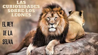 LAS CURIOSIDADES SOBRE LOS LEONES| Los Reyes de la SELVA