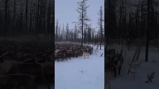 Стадо оленей в загоне / Пастухи оленеводы готовятся к просчету