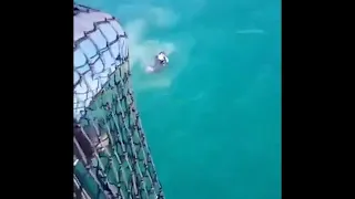 Нападение акулы на человека!!