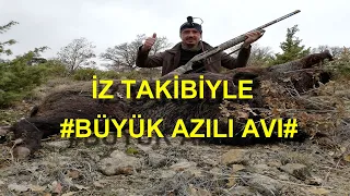 İz Takibi İle DoMuZ Avı. Büyük Azılı Avı. Wild Boar Hunt with Trace Tracking.