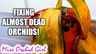 10 ways to (almost) destroy Orchids & how to fix them!