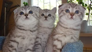 Смешное трио Шотландские котята страйт и фолды Scottish Straight kittens and folds