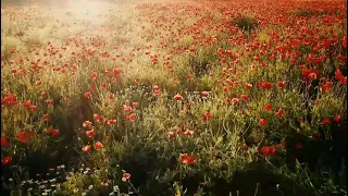 Beautiful Blooming Flower Time Lapse Video | Flowers Are Nature's Gift