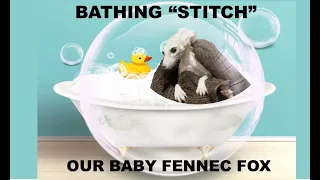 Bathing Stitch Our Baby Fennec Fox