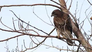 Aguilucho de cola rojiza, Rufous-tailed Hawk (Buteo ventralis)