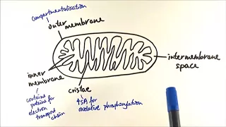 A2 Biology - Respiration: Mitochondria structure and functions (OCR A Chapter 18.2)
